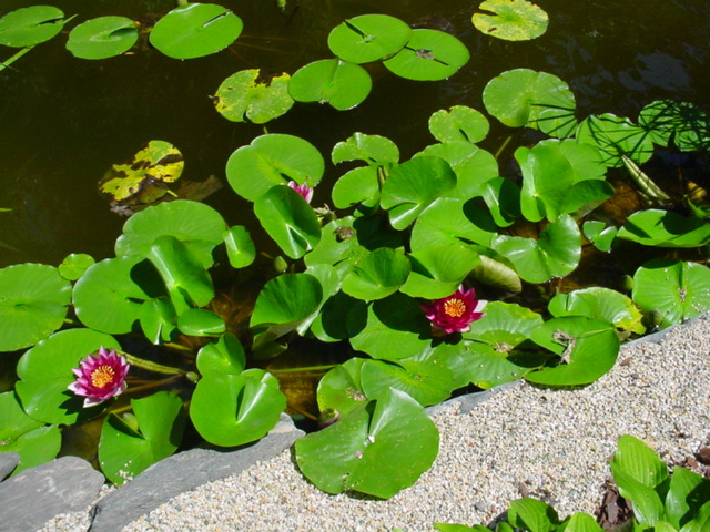 DSC00970.JPG