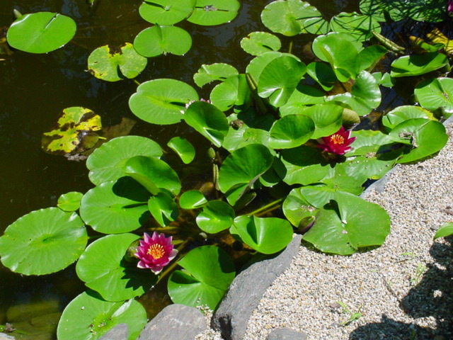 DSC00972.JPG