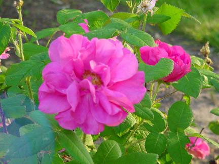 DSC00528